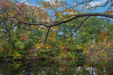 Matawan, New Jersey 'deki Freneau Ormanı Doğa Koruma Alanı' nda sonbahar renklerinin başlangıcı.