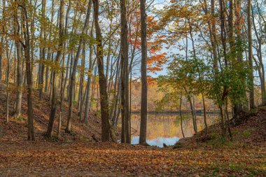 New Jersey 'nin merkezindeki Plainsboro Konservesi' nde Sonbahar manzarası.