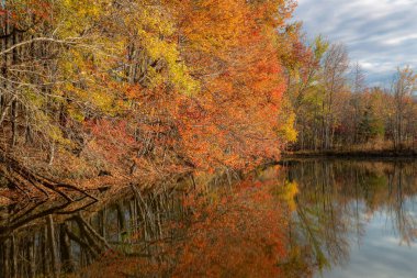 Central, New Jersey 'deki Plainsboro Konservesi' ndeki McCormack Gölü 'ne canlı sonbahar renkleri yansıyor.