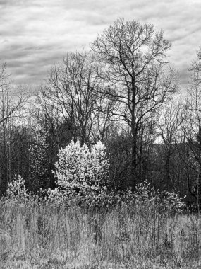 Matawan, New Jersey 'deki Freneau Woods Park' taki bu bahar otlağının siyah beyaz görüntüsü..