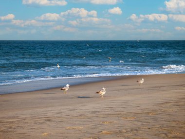 Sandy Hook sahilindeki martılar, Jersey kıyısı boyunca..