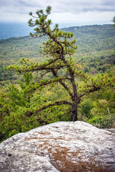 Pine Tree on Ridge — Stock Photo, Image