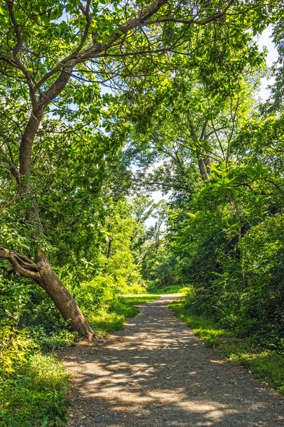 Lush Summer Trail — Stockfoto