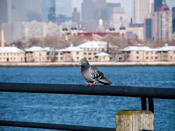 Taube auf dem Hudson — Stockfoto
