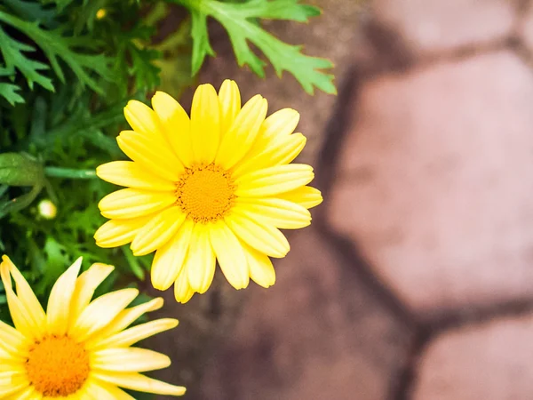 Yellow Daisy Background — Stock Photo, Image