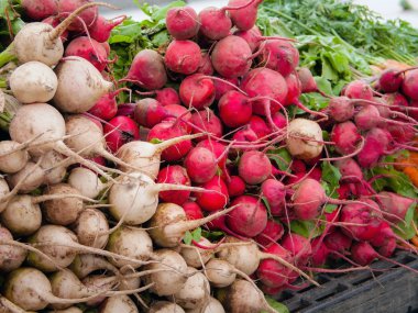 Beyaz ve kırmızı turp