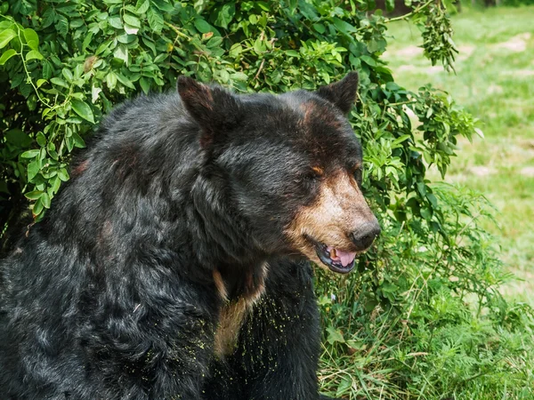 Étude sur l'ours noir — Photo