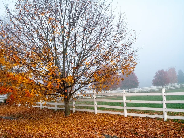 Landelijke herfst ochtend — Stockfoto