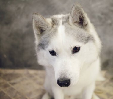 Sibirya Husky Gri ve Beyaz Köpeğinin Ağzı. 