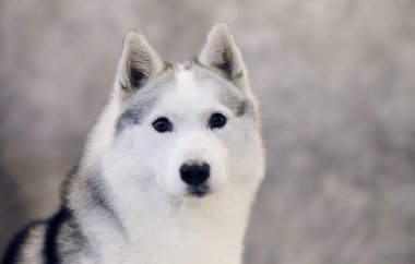 Gri ve beyaz Sibirya Husky köpeğinin ciddi bakışı. 
