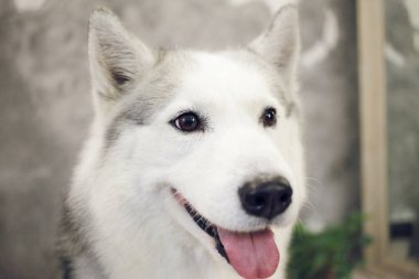 Sibirya köpeğinin mutlu ağızlığı Gri ve beyaz renkler. 