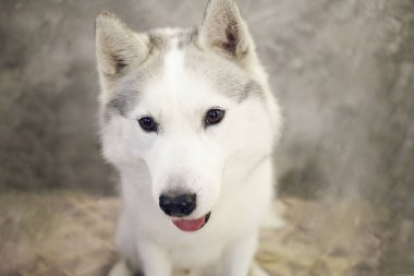 Sibirya Husky Gri ve Beyaz Köpeğinin Ağzı. 