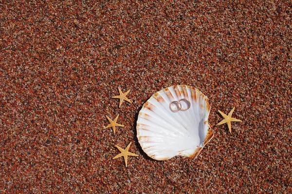 Estrela do mar na praia — Fotografia de Stock