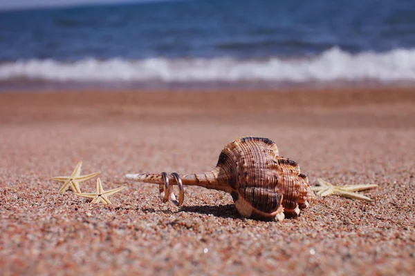 Starfish on the beach — Stock Photo, Image