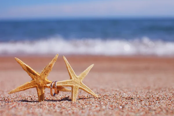 Estrela do mar na praia Fotos De Bancos De Imagens