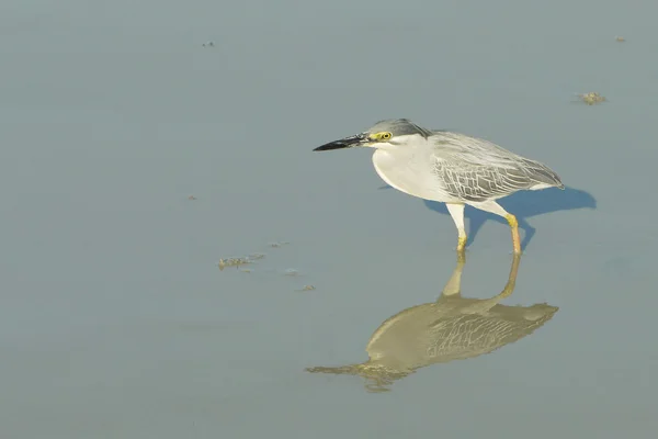 Porträtt av en tvärstrimmig Heron — Stockfoto