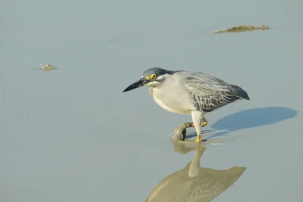 Portrait of a Striated Heron — Stock Photo, Image