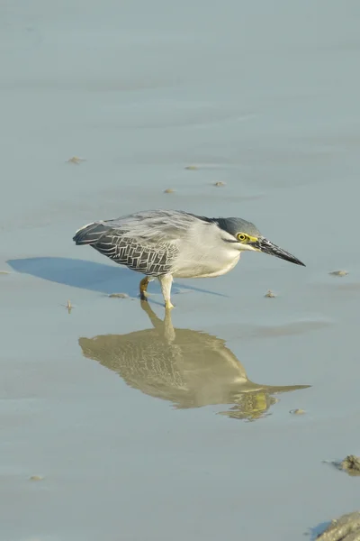 Porträtt av en tvärstrimmig Heron — Stockfoto