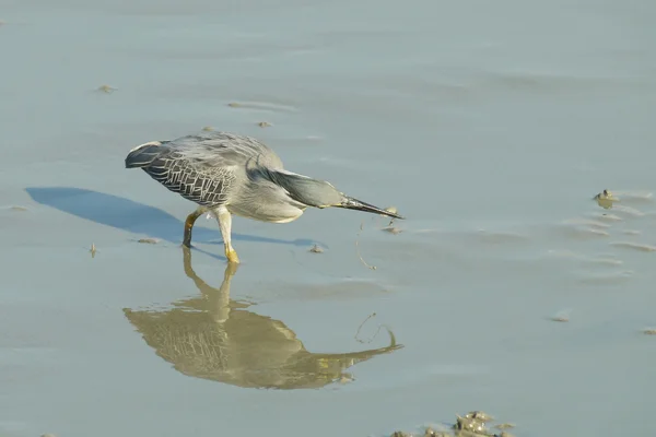 Portrait of a Striated Heron — Stock Photo, Image