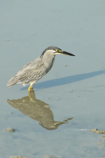 Porträtt av en tvärstrimmig Heron — Stockfoto