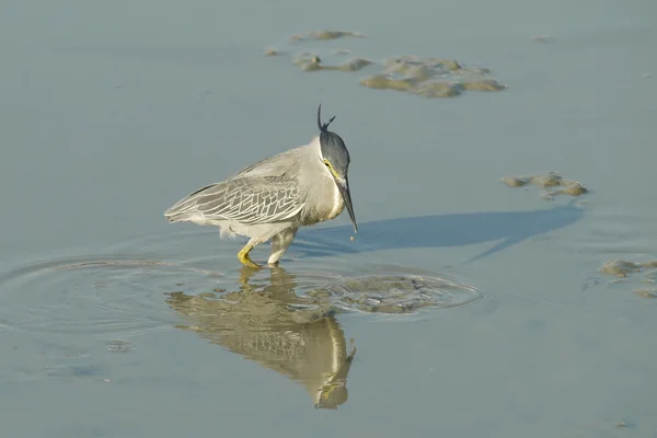 Portrait of a Striated Heron — Stock Photo, Image