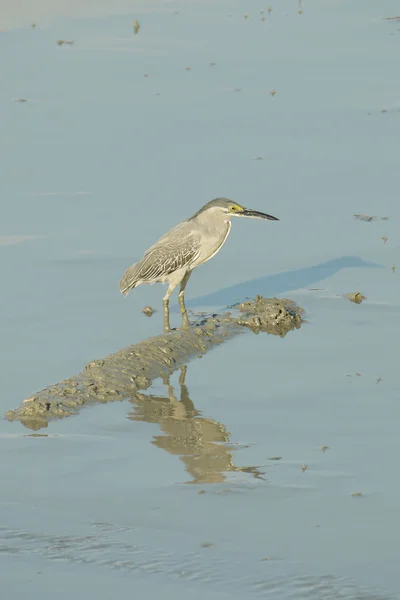 Porträtt av en tvärstrimmig Heron — Stockfoto