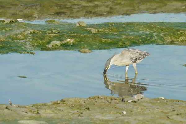 Porträtt av en tvärstrimmig Heron — Stockfoto