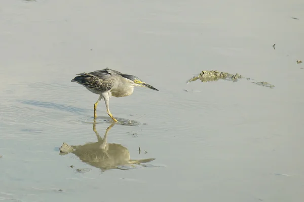 Portrait of a Striated Heron — Stock Photo, Image