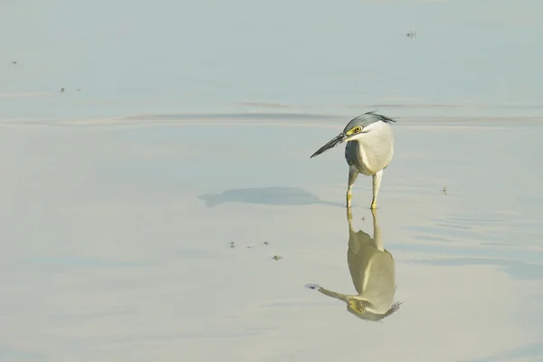 Çizgili bir Heron portresi