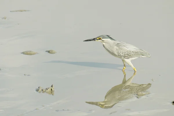 Porträtt av en tvärstrimmig Heron — Stockfoto