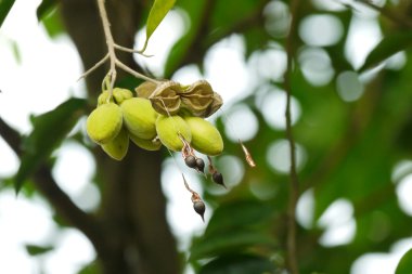 Bir sivrisineğe yaklaş.