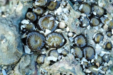 Deniz Anemone bir kayaya düşük gelgit sırasında