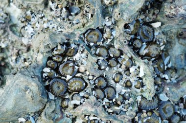 Deniz Anemone bir kayaya düşük gelgit sırasında