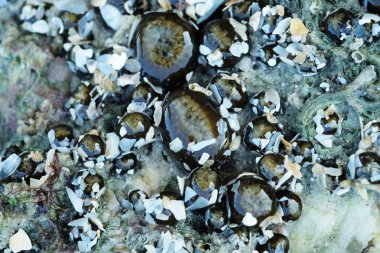 Deniz Anemone bir kayaya düşük gelgit sırasında