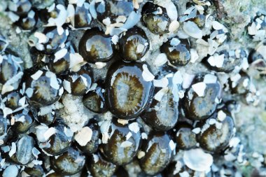 Deniz Anemone bir kayaya düşük gelgit sırasında