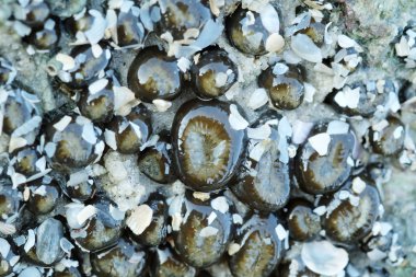 Deniz Anemone bir kayaya düşük gelgit sırasında