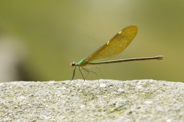 Bir sivrisineğe yaklaş.