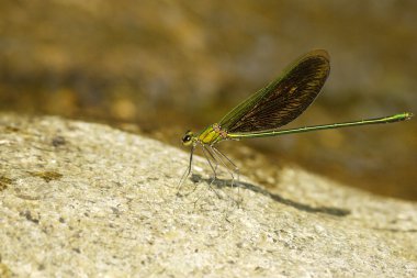 Bir sivrisineğe yaklaş.