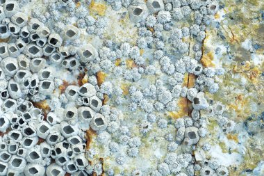 Bir kayanın üzerinde ölü kıskaç