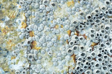 Bir kayanın üzerinde ölü kıskaç