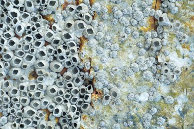 Bir kayanın üzerinde ölü kıskaç