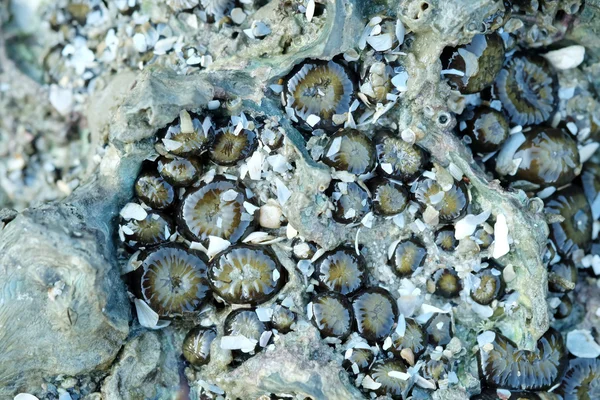 Anemone marino su una roccia durante la bassa marea — Foto Stock