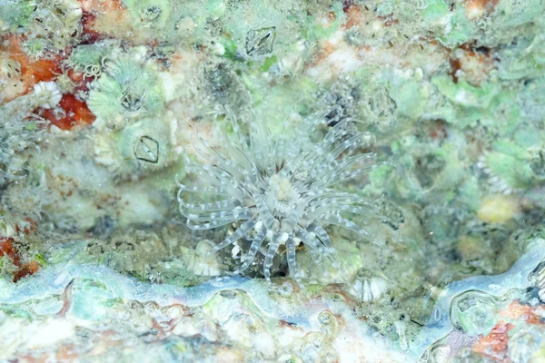 Моря Anemone на скелі під час відливу — стокове фото