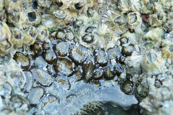 Anemone marino su una roccia durante la bassa marea — Foto Stock