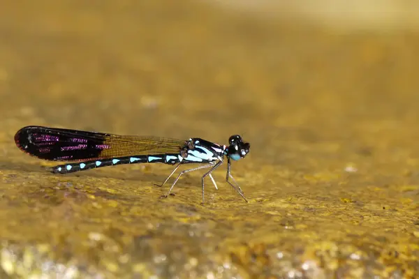 Bir sivrisineğe yaklaş.