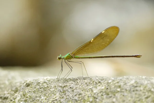 Bir sivrisineğe yaklaş.