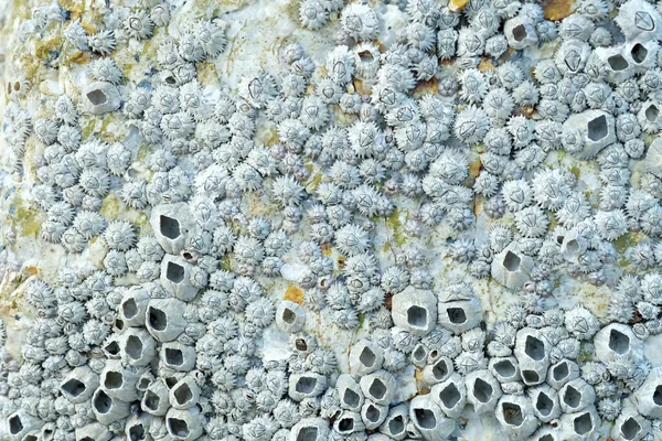 Мертвих морських жолудів на скелі — стокове фото