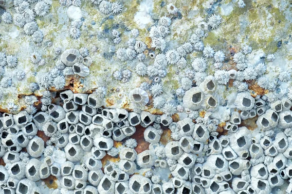 Мертвих морських жолудів на скелі — стокове фото