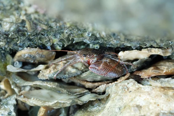 Portret van een rode krab — Stockfoto