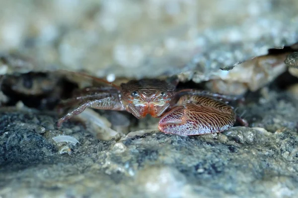 Kırmızı bir yengeç portresi